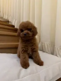 Krásná štěňátka Toy pudla - kluk a holčička