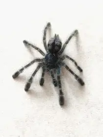 Caribena Versicolor