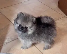 Bambi