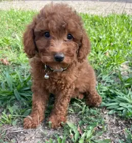 Pudl toy