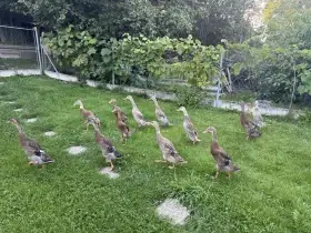 Prodám kachny a kačery IB