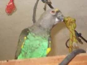 Ríša