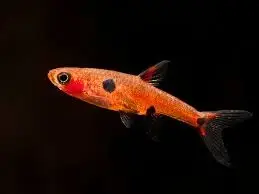 Razborka trpasličí - Boraras maculatus