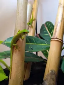 Felsuma madagaskarská (Phelsuma grandis) – mláďata NZ 2026