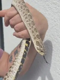 Heterodon nasicus
