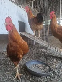 Hempšírka měděně červená (kohouti)