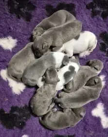 American bully xl s PP
