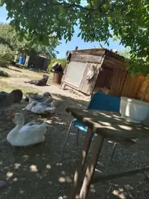 Prodám husy