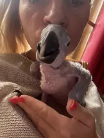 Ara ararauna