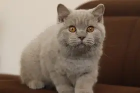 Britská koťátka s PP