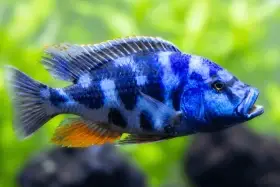 Nimbochromis livingstoni