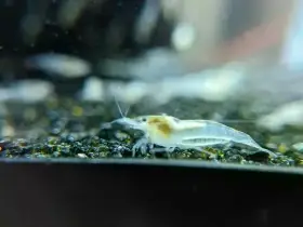 Neocaridina White Pearl