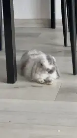 Minilop