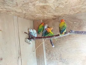 Agapornis fischeri
