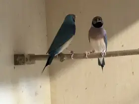 Amadiny guldove