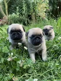 Mops štěňata