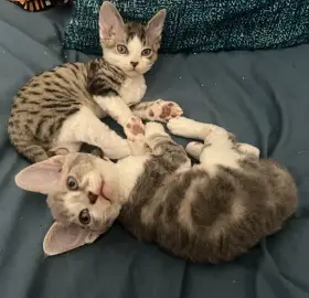 Devon Rex