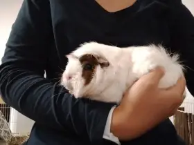 Čtyři samičky morčat (možné vzít po dvojici)