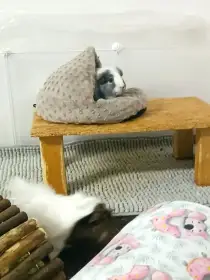 Oreo v pelíšku
