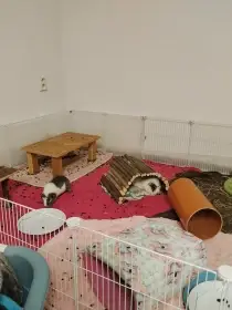 Vanilka pod mostem + Oreo