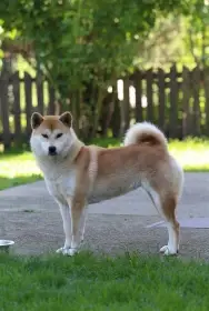 Shiba fenka