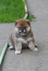 Shiba štěně pejsek