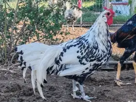 Kohouty Hamburčanek