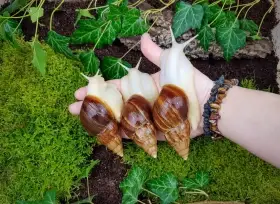 Africký šneci Lissachatina fulica Madagascar dark Albino body