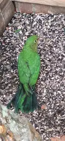 Prodám letošní mládě Papoušek Královský