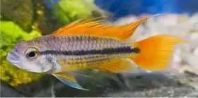 Cichlidka kakadu Orange (Apistogramma cacatuoides)