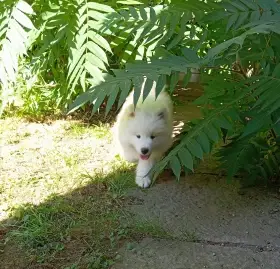 Samojed - štěňátka s PP