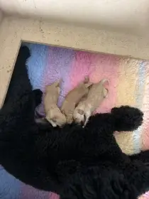 Labradoodle