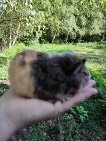 Nabízím morčátka