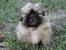 Shih-tzu, ši-cu - štěňátka s PP FCI