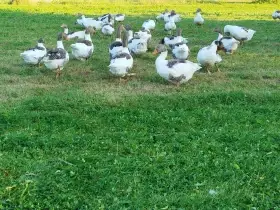 Prodám pomořanské husy