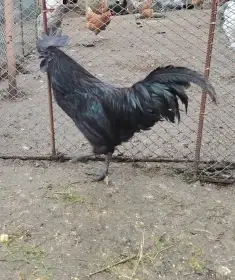 Ayam Cemani