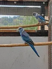 Barnard čč modrý, nepříbuzný pár