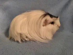 Wilma