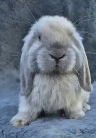 Zakrslý králíček Minilop