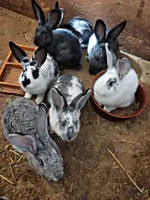 Králík, králíci samice