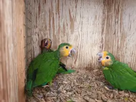 Aratinga hnědohrdlý antilský (e. pertinax pertinax)