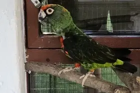 Papoušek konžský, P.G.G 1,0