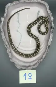Krajta Cheyneova (Morelia spilota cheynei) 06/26