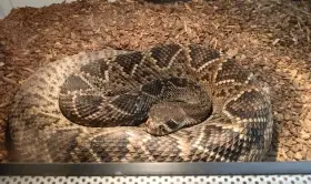 Crotalus adamanteus