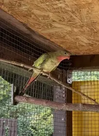 Papoušek Alexandřin