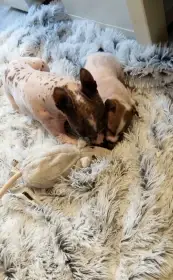 Delphini Riddle Canis pro Fortuna - cca 4 týdny spolu s maminkou zkoumají plyšáka