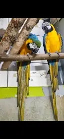 Ararauna