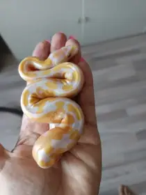 Python regius- Lavender albino hetero piebald