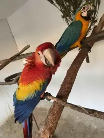 Ara ararauna