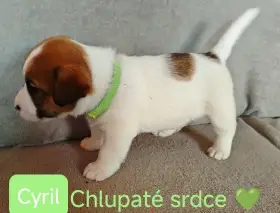 Štěně jrt